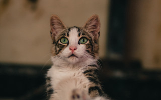 Cat green eyes serious focus - renaissance free wallpaper