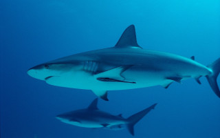 Sharks underwater group dolphin fish - andrew geddes free wallpaper