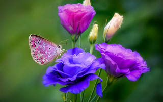 Butterfly purple flower macro gradient - other flower free wallpaper