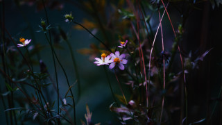 Flowers in grass center microscopic - one flower in the middle of the picture free wallpaper