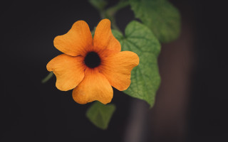 Yellow flower green leaves black - a yellow flower free wallpaper