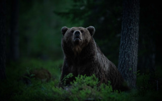 Bear woods sitting flashlight nature - a flashlight free wallpaper for desktop