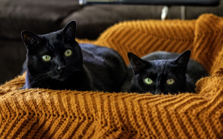 Black cat yellow blanket couch - symmetrical eye free wallpaper