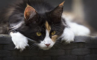 Cat brickwall window yelloweyes whiskers - sharp claw free wallpaper