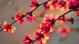 Pink flower branch blurry background 2 - chang daichien free wallpaper