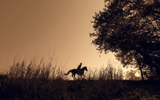 Person horse field sunset tree - the horse free wallpaper