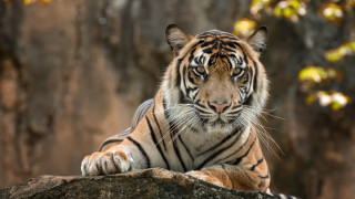 Tiger rock zoo enclosure tree - a rock in a zoo enclosure free wallpaper