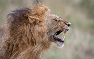 Lion open mouth teeth missing - tooth wide free wallpaper