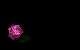 Pink rose dark stilllife neoromanticism - the stem free wallpaper