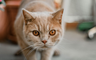 Cat planter chair blurry background - a cat free wallpaper for desktop