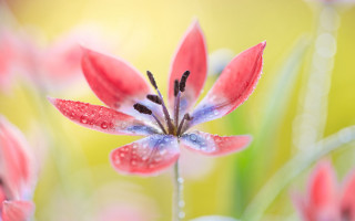 Red flower water droplets macro 13 - a red flower free wallpaper