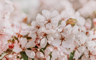 Pink flowers green leaves impressionist - a close up of a bunch free wallpaper