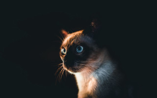 Black cat blue eyes renaissance - a white spot free wallpaper