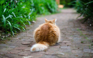 Cat brick path grass distant - depth of field free wallpaper