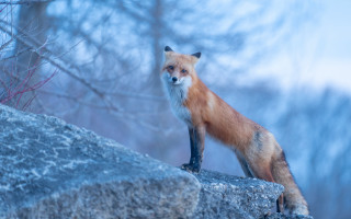 Red fox woods fog nature - a red fox free wallpaper