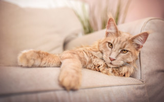 Cat couch paws camera photorealistic - a couch free wallpaper