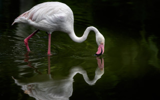 White bird drinking water reflection - its reflection free wallpaper