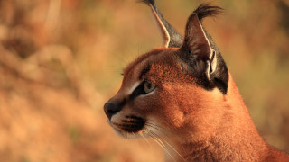 Cat closeup blurry background grass 2 - a close up of a cat free wallpaper
