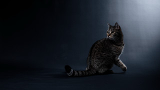 Cat sitting dark closed head - dark background free wallpaper for desktop