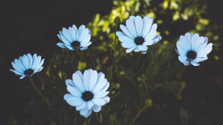 Blue flower field butterfly leaves - derek chittock free wallpaper