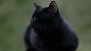 Black cat sitting vanitas blurry - a black cat free wallpaper