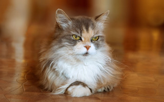 Regal cat with long whiskers - regal free wallpaper