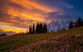 Mountain snow flowers forest clouds - mountain under a cloudy sky free wallpaper