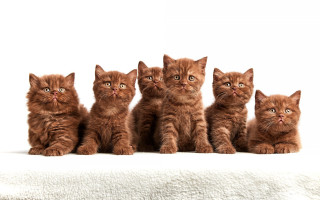 Kittens white blanket animal focus - a white surface free wallpaper