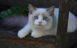 White cat blue eyes wooden 3 - a wooden bench free wallpaper