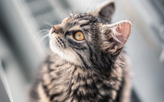 Cat looking up window blurry - something outside free wallpaper
