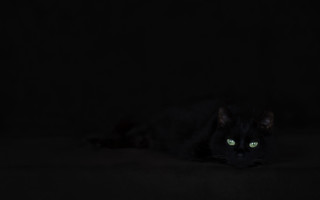 Black cat green eyes laying 2 - chris friel free wallpaper