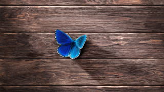 Blue butterfly shadow wooden surface - back side free wallpaper