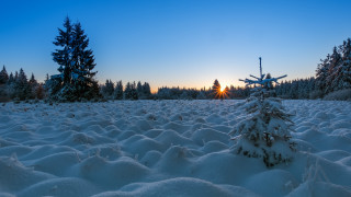 Snowy forest sunset blue sky - tree and a sun free wallpaper