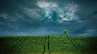Lone tree cloudy sky stars - the grass below free wallpaper