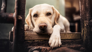 Dog sitting chair sad look 3 - a chair free wallpaper