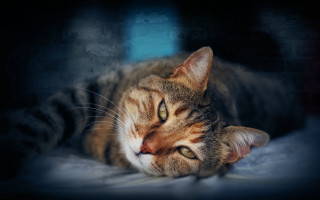 Cat laying bed closed open - its eye free wallpaper for desktop