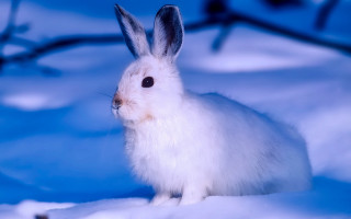 White rabbit snow blue background - a white rabbit free wallpaper