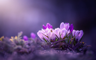 Purple flower field macro blurry 9 - cindy wright free wallpaper