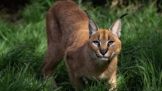 Cat field sunny bush fireflies - a blue eye free wallpaper
