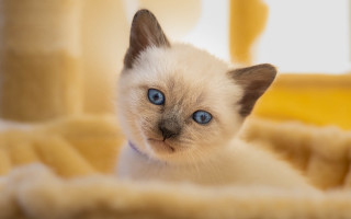 White kitten blue eyes curious 2 - a small white kitten free wallpaper