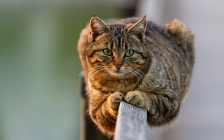 Serious cat on rail green - a rail free wallpaper