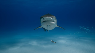 Shark smallfish diver ocean precisionism - and a man free wallpaper