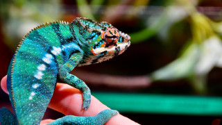 Small lizard hand fauvism animal - a small lizard free wallpaper