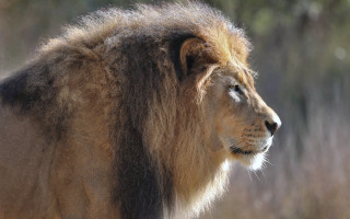 Lion mane sun field plant - a long mane free wallpaper