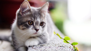 Cat serious look plant mouth - a plant free wallpaper
