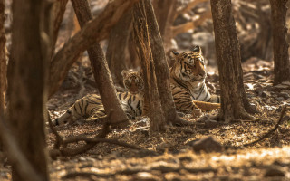 Tigers woods laying camera wildlife - a picture of them free wallpaper