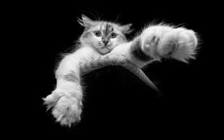Cat toy paw black arabesque - heroic pose free wallpaper