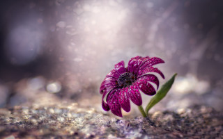 Purple flower green stem rock - a rock surface free wallpaper