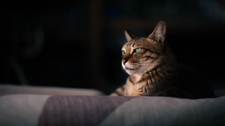 White cat blue eyes blurry 4 - daniel lieske free wallpaper