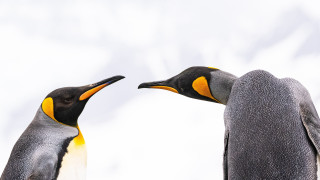 Penguins touching beaks open naturalism - beak free wallpaper
